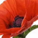Poppies for Memorial Day 20160531