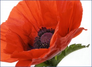 Poppies for Memorial Day 20160531
